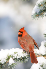 Northern Cardinal (Cardinalis cardinalis) male on Blue Atlas Cedar (Cedrus atlantica 'Glauca') in...