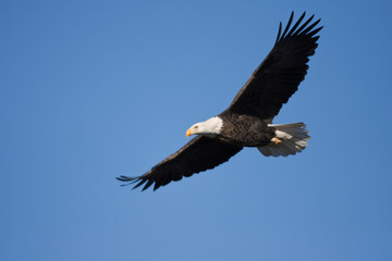 Bald Eagle (Haliaeetus leucocephalus) in flight over Mississippi River, Alton, Illinois, USA.
