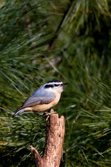 Red-breasted Nuthatch (Sitta canadensis) on pine tree, Marion, Illinois, USA.