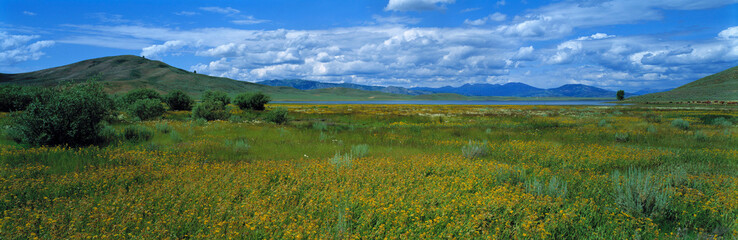 USA, Idaho, Lucky Lake. Sagebrush and golden wildflowers meadows surround Lucky Lake, Idaho.