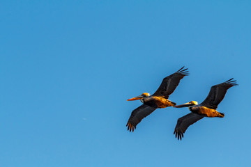 USA, Florida. A pair of brown pelicans gliding through the air at sunset.