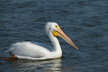 White pelican, Pelecanus Erythrorhynchos, Viera Wetlands Florida, USA