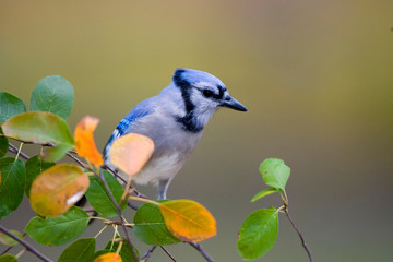 Blue Jay (Cyanocitta cristata) in Serviceberry Bush (Amelanchier canadensis) in fall, Marion, Illinois, USA.