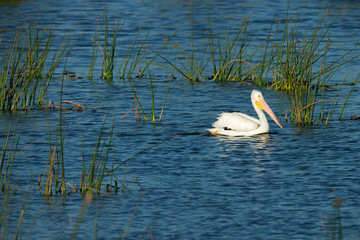 White pelican, Pelecanus Erythrorhynchos, Viera Wetlands Florida, USA