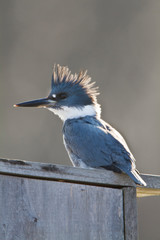 Belted Kingfisher (Ceryle alcyon) male sitting on wood duck nest box at wetland, Marion, Illinois, USA.
