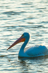 White pelican, Pelecanus Erythrorhynchos, Viera Wetlands Florida, USA