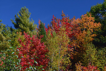 Fototapeta na wymiar Autumn trees, Perimeter Trail, Bradley Farm Preserve, Topsham, Maine, USA