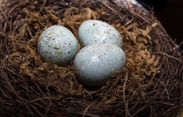 Naklejka na ściany i meble Eggs in Birds Nest in decorative white dish. Three Green Easter Eggs with rustic look.