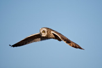 Short-eared Owl (Asio flammeus) in flight at Prairie Ridge State Natural Area, Marion, Illinois,...