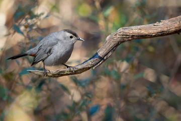 Gray Catbird, Dumetella Carolinensis, Florida backyard