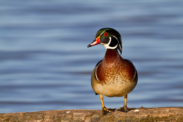 Wood Duck (Aix sponsa) male on log in wetland, Marion, Illinois, USA.