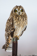 Short-eared Owl (Asio flammeus) on fence post Prairie Ridge State Natural Area, Marion, Illinois, USA.