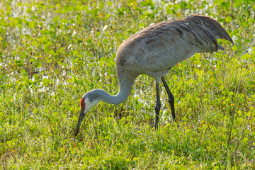 Wild Sandhill crane feeding, Grus canadensis, Florida