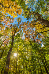 Obraz premium Fall in a forest in Amesbury, Massachusetts.