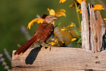Brown Thrasher (Toxostoma rufum) on fence near Black-eyed Susans (Rudbeckia hirta 'Indian Summer')...