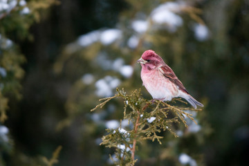 Purple Finch (Carpodacus purpureus) male in Juniper tree (Juniperus chinensis 'Keteleeri') in...