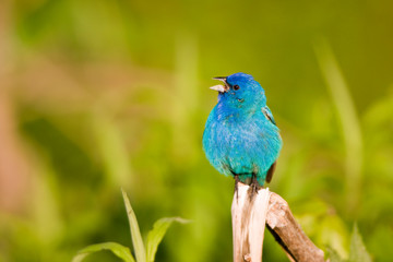 Indigo Bunting (Passerina cyanea) male singing, Marion, Illinois, USA.