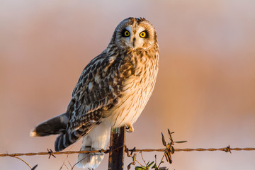 Short-eared Owl (Asio flammeus) on fence post Prairie Ridge State Natural Area, Marion, Illinois, USA.