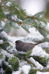 Dark-eyed Junco (Junco hyemalis) in Balsam fir tree in winter, Marion, Illinois, USA.