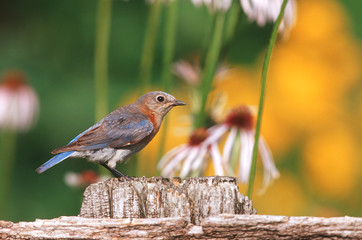 Eastern Bluebird (Sialia sialis) female on fence post near flower garden, Marion County, Illinois