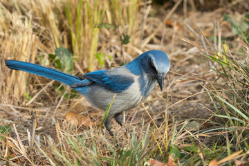 Scrub Jay foraging on the ground, Aphelocoma Caerulescens, Merritt island NWR, Florida, USA