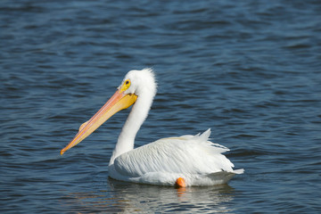 Adult White pelican, Pelecanus Erythrorhynchos, Viera Wetlands Florida, USA
