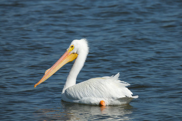 Fototapeta premium Adult White pelican, Pelecanus Erythrorhynchos, Viera Wetlands Florida, USA