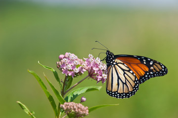 Monarch Butterfly (Danaus plexippus) male on Swamp Milkweed (Asclepias incarnata), Marion, Illinois, USA.