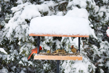 Naklejka premium Northern Cardinals, Carolina Chickadee and American Goldfinches on tray feeder in winter, Marion, Illinois, USA.