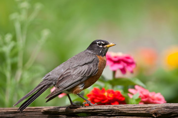 American Robin (Turdus migratorius) on fence near flower garden, Marion, Illinois, USA.