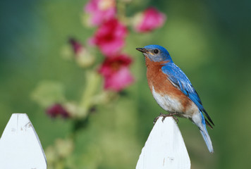 Eastern Bluebird (Sialia sialis) male on picket fence near Hollyhocks (Alcea rosea) Marion County,...