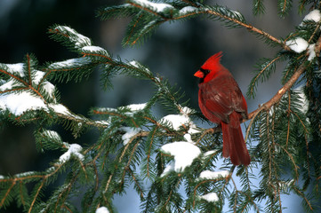 Northern Cardinal (Cardinalis cardinalis) male in spruce tree in winter Illinois