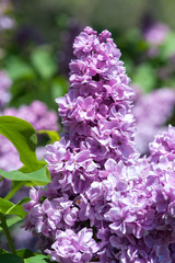 USA, Massachusetts, Boston, Arnold Arboretum, purple lilac tree