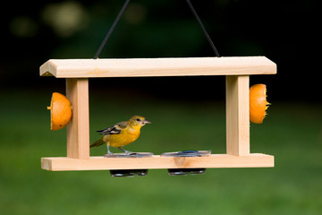 Baltimore Oriole (Icterus galbula) immature at grape jelly feeder, Marion, Illinois, USA.
