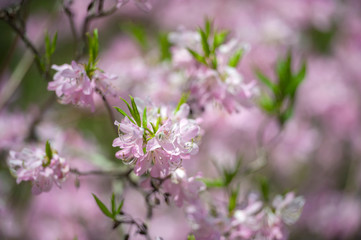 USA, Massachusetts, Boston, Arnold Arboretum, azalea