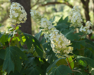 Oak leaf Hydrangea in bloom, Hydrangea quercifolia, Florida