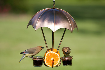 Cedar Waxwings (Bombycilla cedrorum) on fruit and jelly feeder, Marion, Illinois, USA.
