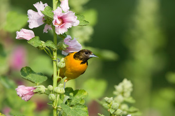 Baltimore Oriole (Icterus galbula) female on hollyhock (Alcea rosea). Marion, Illinois, USA.