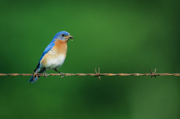 Eastern Bluebird (Sialia sialis) male on barbed wire fence with food Illinois