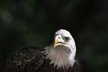 Bald eagle close-up in light with intense gaze