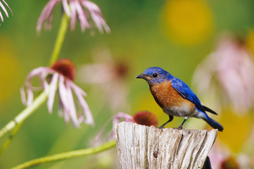 Eastern Bluebird (Sialia sialis) male on fence post in flower garden, Marion County, Illinois