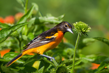 Baltimore Oriole (Icterus galbula) male on Purple Coneflower (Echinacea purpurea) in flower garden,...
