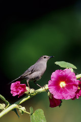 Gray Catbird (Dumetella carolinensis) on Hollyhock (Alcea rosea) Marion County, Illinois
