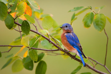 Eastern Bluebird (Sialia sialis) male in Serviceberry Bush (Amelanchier canadensis) in fall, Marion, Illinois, USA.