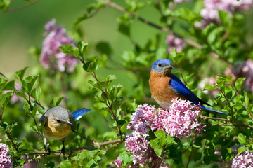 Eastern Bluebirds (Sialia sialis) male and female in Lilac bush, Marion, Illinois, USA.