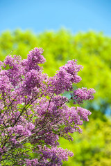 USA, Massachusetts, Boston, Arnold Arboretum, purple lilac
