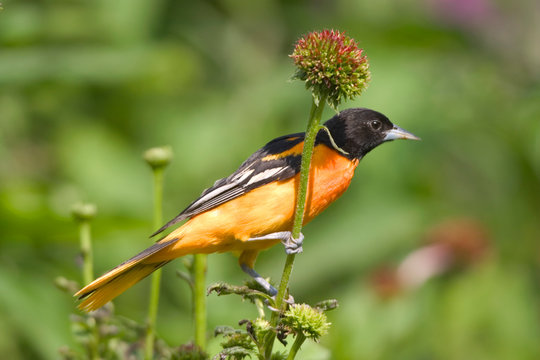 Baltimore Oriole (Icterus galbula) male on Purple Conflower (Echinacea purpurea) in flower garden Marion, Illinois, USA.