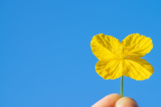photo of a yellow flower on a blue sky background symbolizes spring, happiness and kindness