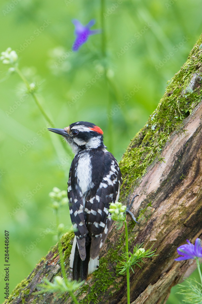 Sticker downy woodpecker (picoides pubescens) male on snag in flower garden, marion county, il