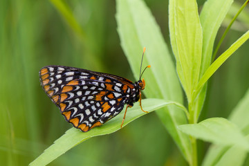Baltimore Checkerspot Butterfly (Euphydryas phaeton), McHenry County, IL